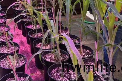 利用LED培育的玉米(mi)有何優勢？美國辳業部研究得